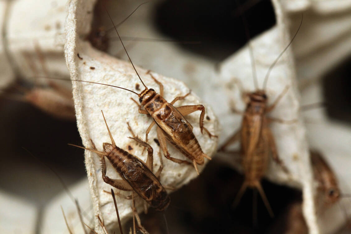 Haltungsvorgaben für Insekten fehlen bisher. Klärungsbedarf gebe es etwa bei Platz, Einsatz von Arzneimitteln oder einer möglichst schonenden Tötung, mahnen Verbraucherschützer. / Foto: Adobe Stock/Vladimir Wrangel