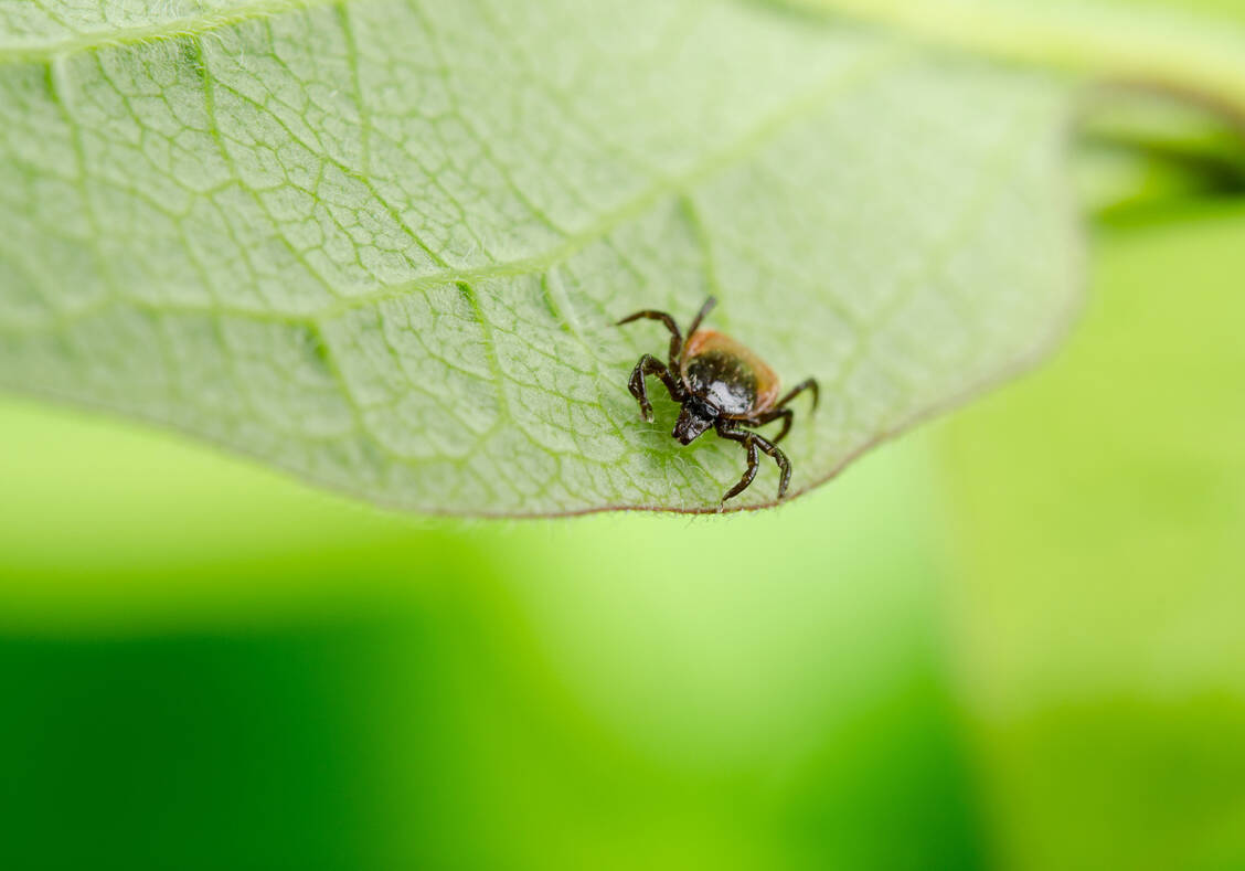 Vorsicht Blutsauger: Neben einer Impfung können auch lange Kleidung und festes Schuhwerk vor einer FSME-Infektion schützen. / Foto: Fotolia/Michael Tieck