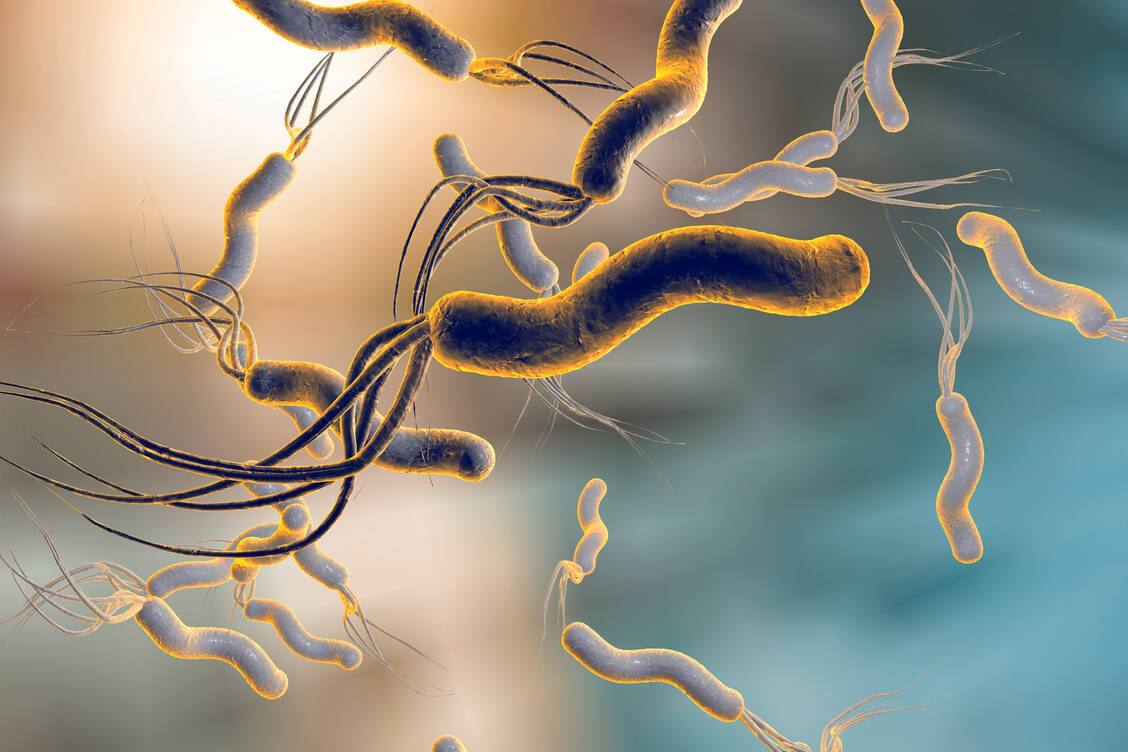 Die stäbchenförmigen Helicobacter pylori-Bakterien tragen an einem Ende ein Flagellum, sozusagen einen Propellerantrieb. Der Aufbau sowie die Drehung des Propellers können mit neuentdeckten Substanzen gehemmt werden. / Foto: Adobe Stock/Kateryna_Kon