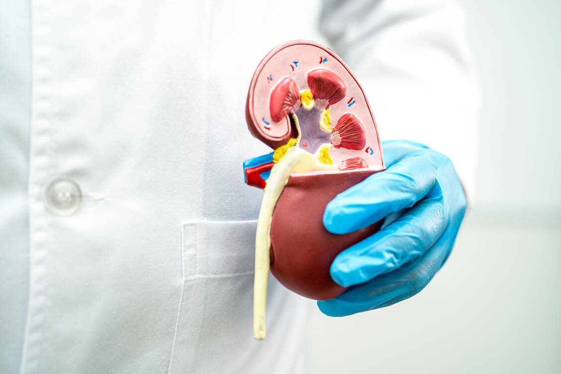 Die Nieren sind paarig angelegte Organe und übernehmen lebenswichtige Funktionen: Sie sind effektive Filterstationen und regulieren den Flüssigkeitshaushalt. Darüber sowie über die Bildung des hormonähnlichen Eiweißes Renin beeinflussen sie auch den Blutdruck. / © Getty Images/sasirin pamai