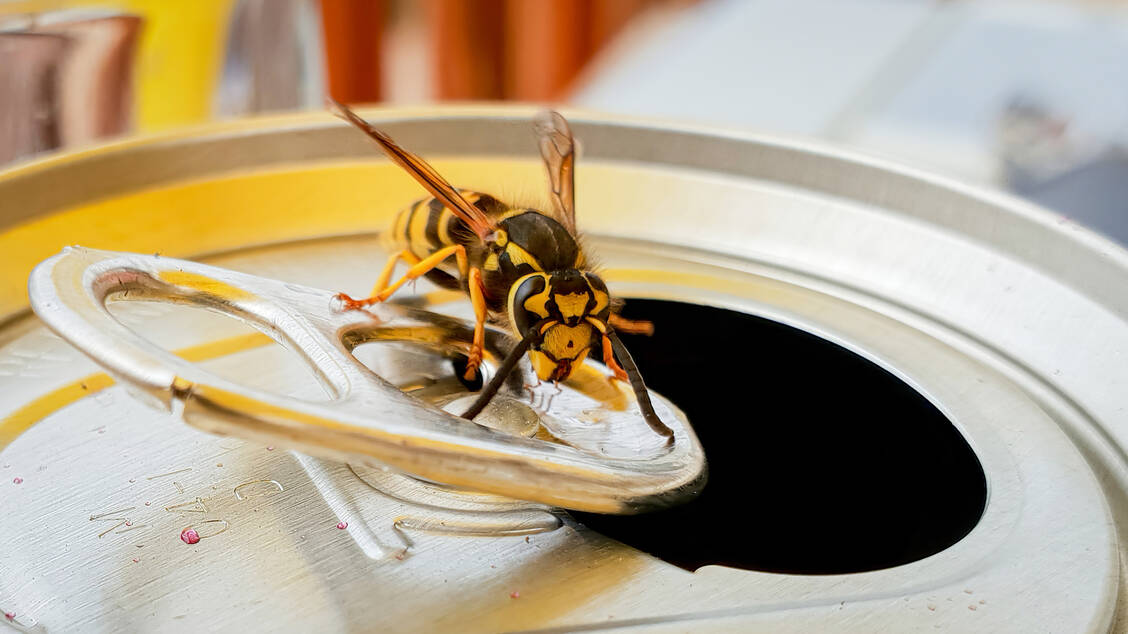 Für Allergiker gefährlich – besonders im Spätsommer tummeln sich Wespen auf Essen und an Getränken. / Foto: Getty Images/Josh Forwood
