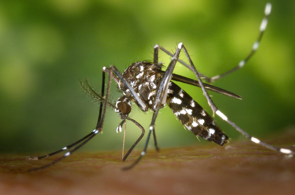 Die Asiatische Tigermücke ist Hauptüberträger des Chikungunya-Virus. / Foto: CDC/ James D. Gathany