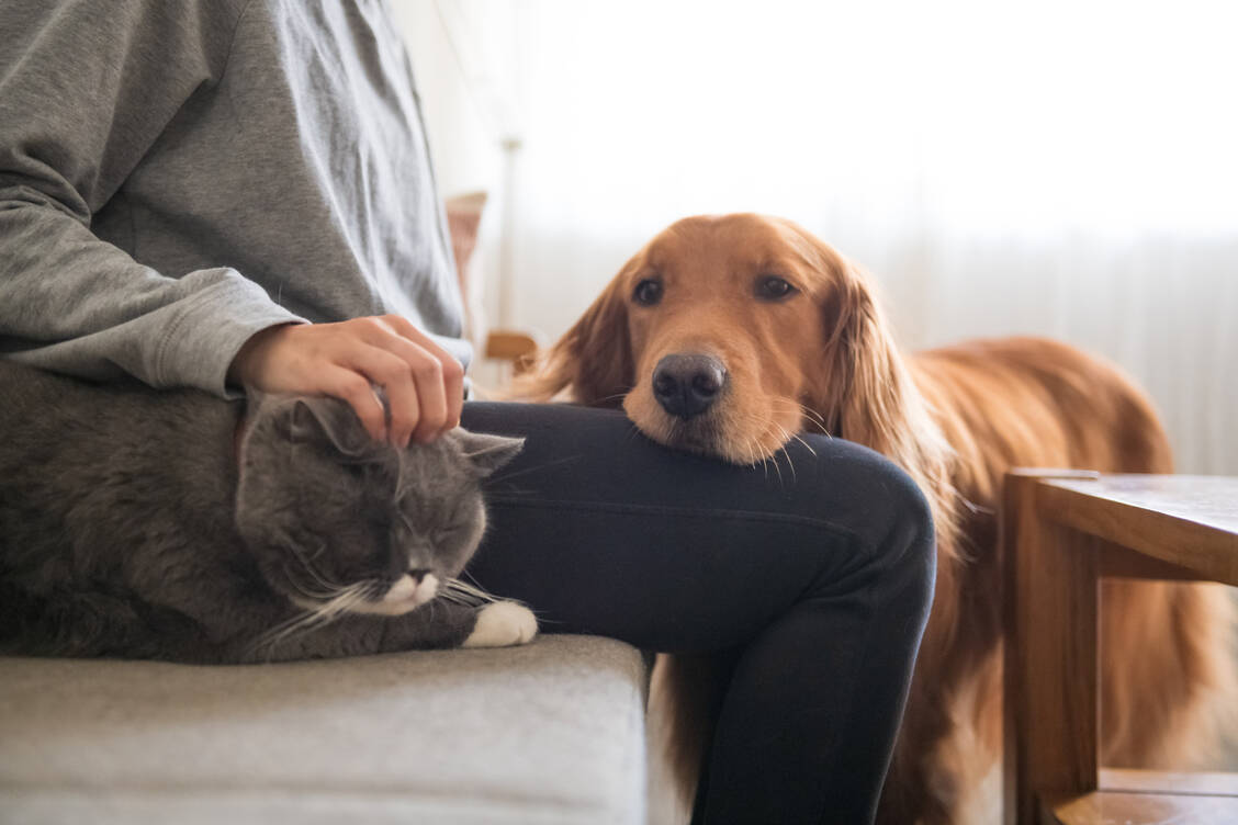 Auch ältere Hunde und Katzen können unter Demenz leiden. Eine Heilung gibt es für sie nicht, aber Symptome können gelindert und ihr Fortschreiten verlangsamt werden. / Foto: Adobe Stock/CHENDONGSHAN