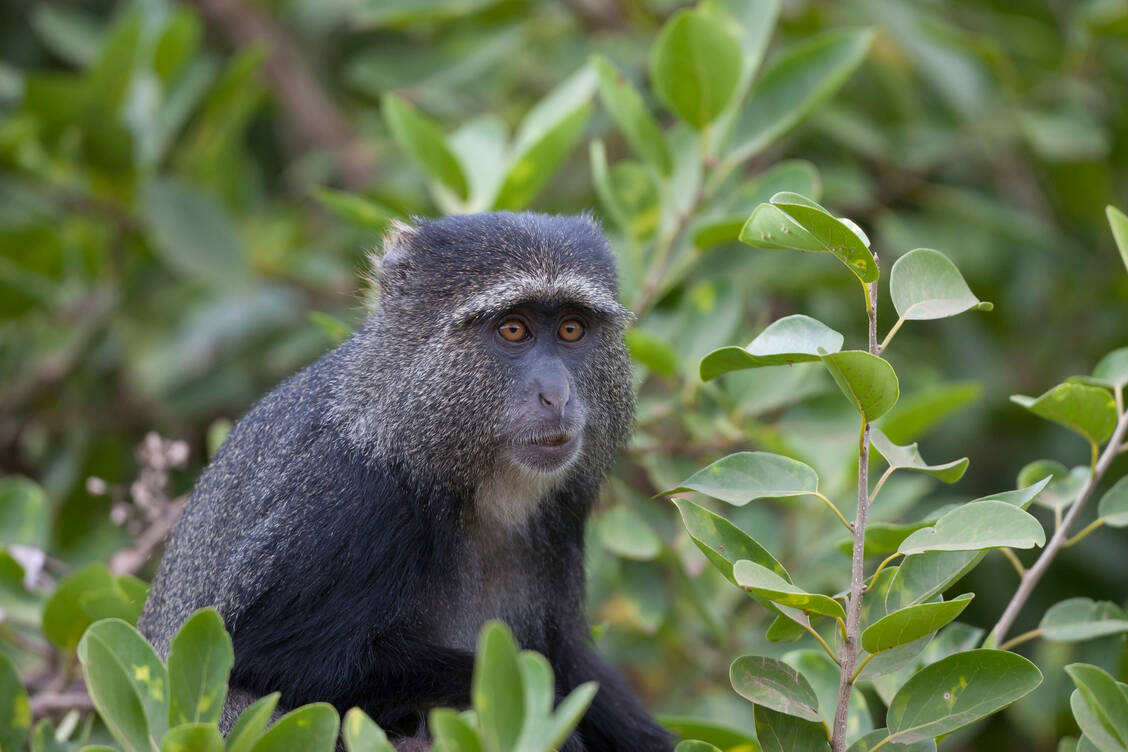 Als Erregerreservoir sind in den Wipfeln von Bäumen lebende Affen bekannt, hier die Diademmeerkatze in deren Populationen das Virus überdauert. / Foto: Okapia/Bernd Rohrschneider