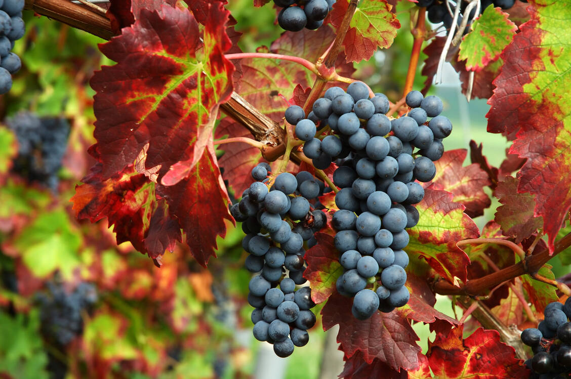 Die Inhaltsstoffe von rotem Weinlaub und Traubenkernen machen die Weinrebe für die Gesundheit interessant. / Foto: Adobe Stock/felinda