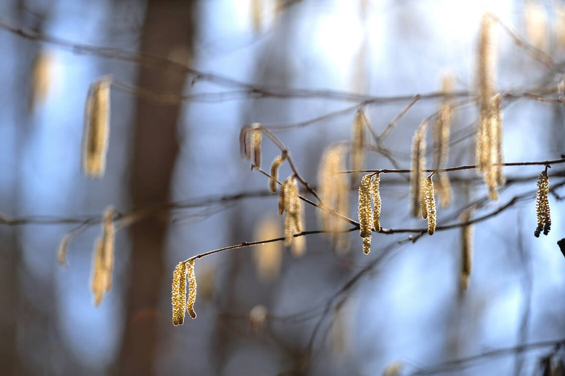 In diesem Jahr ist der Flug der Haselpollen Mitte Januar bereits ungewöhnlich stark, sagt eine Expertin. / © Getty Images/Albert Fertl