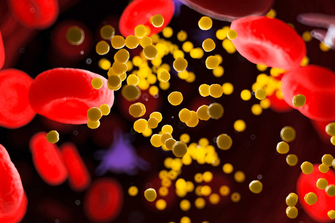 Bempedoinsäure hemmt die körpereigene Cholesterolsynthese, sodass mehr LDL-Partikel aus dem Blut in die Leber aufgenommen werden und die Plasmakonzentration des LDL-Cholesterols sinkt. / Foto: Adobe Stock/Sebastian Kaulitzki