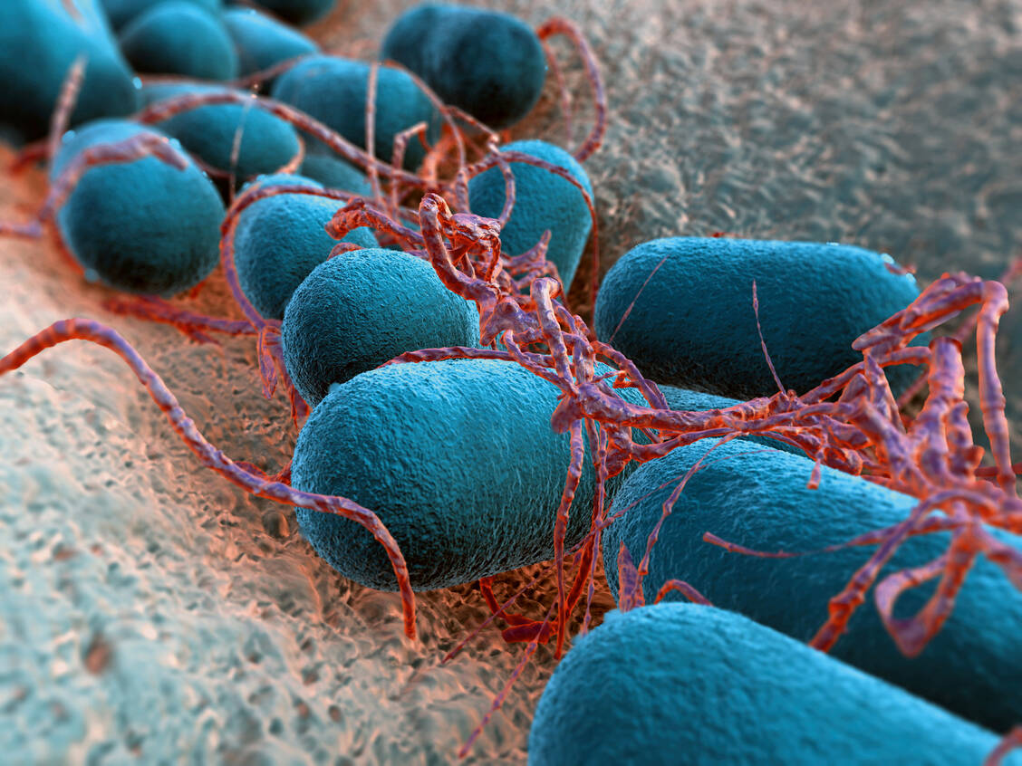 Multiresistente Escherichia-coli-Stämme sind in Kliniken besonders gefürchtet. / Foto: Fotolia/Gunnar Assmy