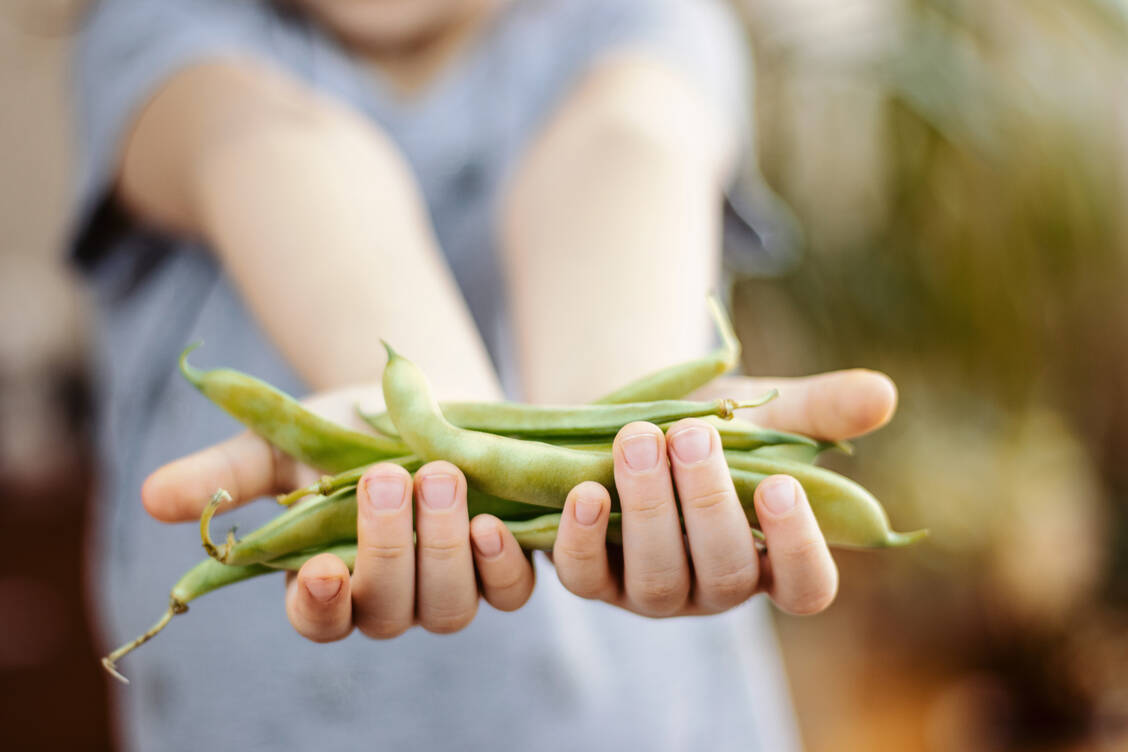 Rohe Bohnen gehören nicht in Kinderhände. So gesund Bohnen gekocht sind, so gesundheitsgefährdend sind sie, wenn sie roh oder nur halbgar verzehrt werden. / Foto: Getty Images/atakan