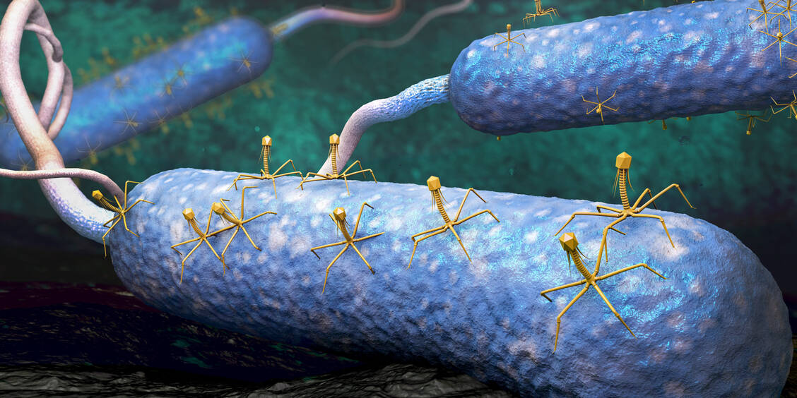 Phagen – genauer gesagt Bakteriophagen – sind Viren, die hochspezifisch Bakterien infizieren, sich in ihnen vermehren und sie dann töten können. / © Getty Images/Christoph Burgstedt