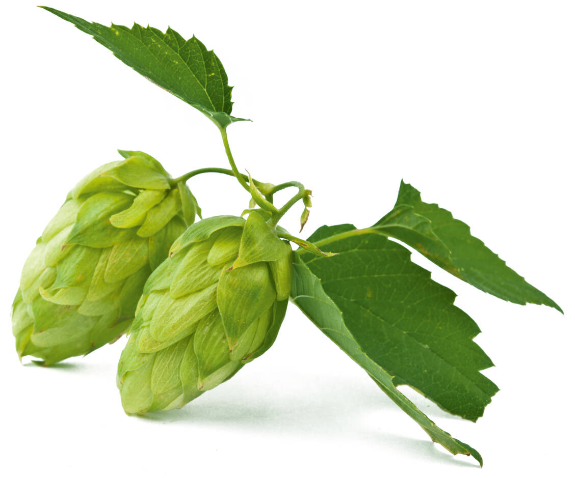 Geprüfte Phytopharmaka mit Baldrian- oder Hopfen­extrakt sind potenter als Schäfchen zählen. / Foto: Shutterstock/oksana2010