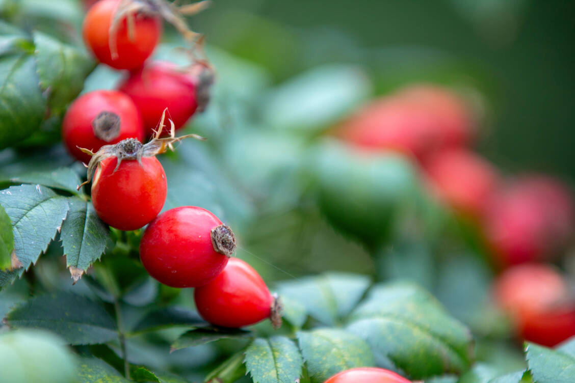 Hagebutten sind die Früchte verschiedener Rosenarten. In der Küche werden meist die Früchte der Hundsrose und der Alpenrose verwendet.  / © Adobe Stock/Iva