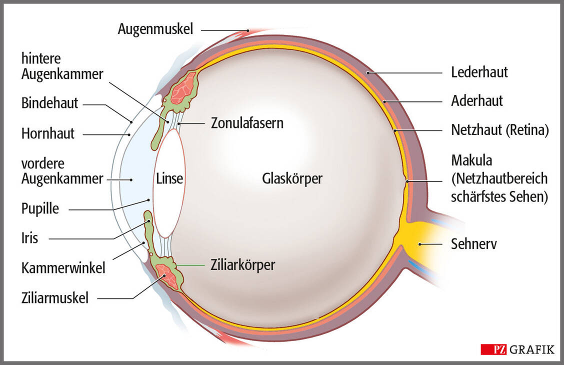 Das Auge im Überblick. Bei der Konjunktivitis besteht die Gefahr, dass sich die Entzündung auf die Hornhaut ausbreitet. Es kann zu einer Narbenbildung mit Sehbeeinträchtigung kommen. / © PZ/Stephan Spitzer