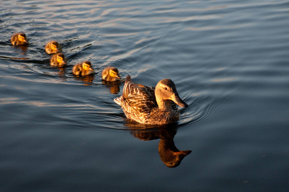 Wildlebende Wasservögel gelten als primäres Reservoir aviärer Influenza-A-Viren. Regelmäßig kommt es aber auch zu Ausbrüchen in Geflügelbeständen.  / © Adobe Stock/jtboldt