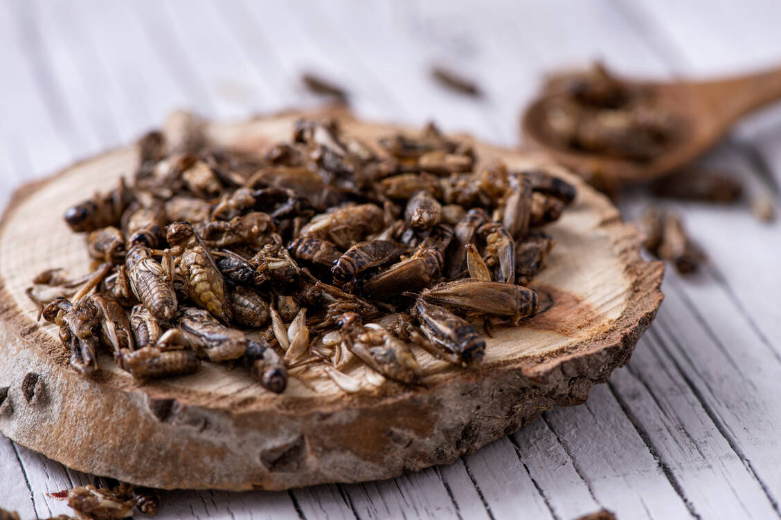 Die Hausgrille Acheta domesticus liefert pro 100 g ganze 68 g Eiweiß. / Foto: AdobeStock/nito