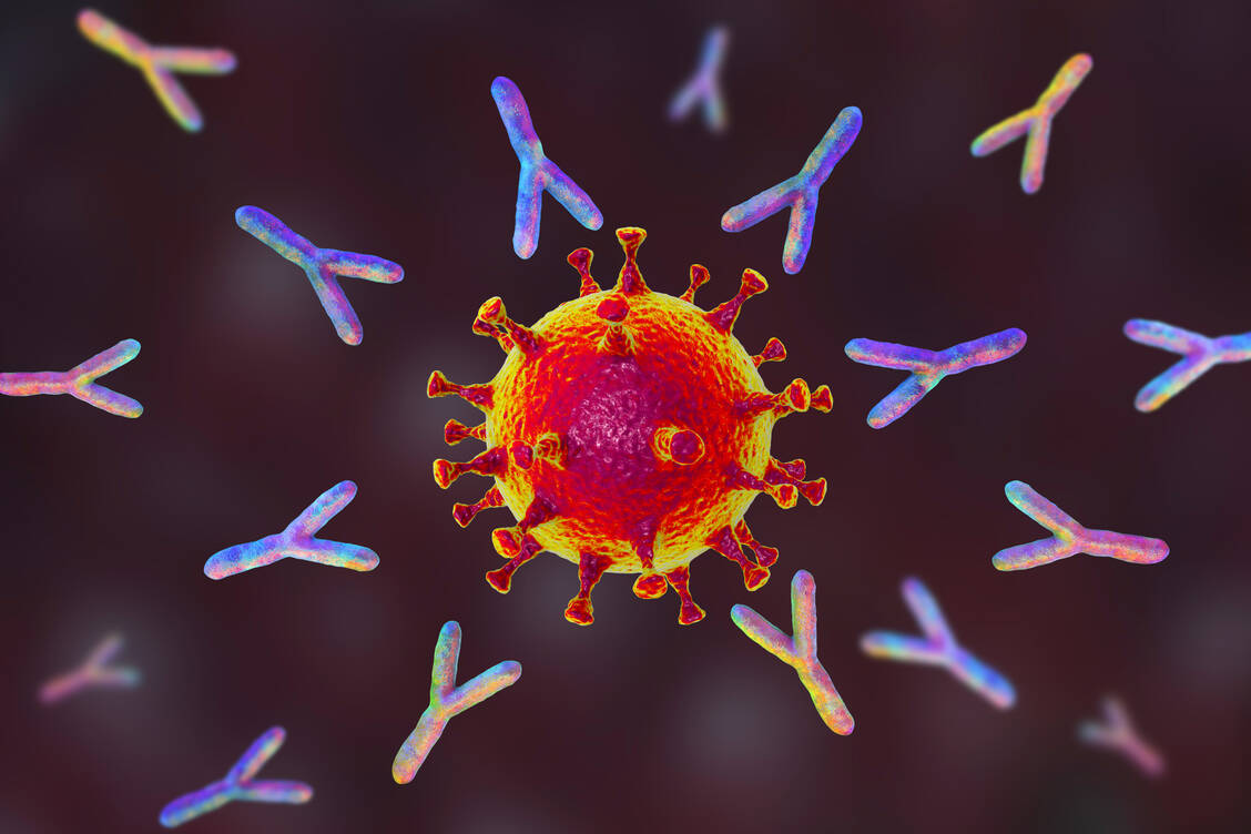 Das Virus wird umzingelt: Die beiden neuen Antikörper binden an verschiedenen Stellen des Spike-Proteins und verhindern so, dass das Coronavirus in die Zellen eindringen kann.   / Foto: Getty Images/Science Photo Library/Kateryna Kon