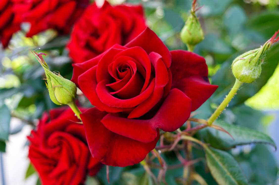 Ein natürlicher Klassiker betörenden Duftes ist die Rosenblüte. Ihrem Geruch können Duftstoff-Allergiker in der Regel ausweichen. Anders sieht das zum Beispiel bei Raumdüften in Gebäuden aus. / Foto: Adobe Stock/yaroshenko