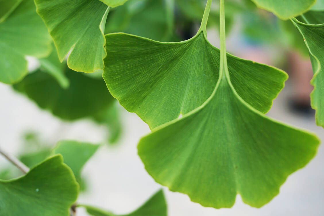 Typische Inhaltsstoffe der Arzneidroge sind Flavonoide, Diterpenlactone (Ginkgolide), Bilobalid, Ginkgolsäuren und Ginkgotoxine. / Foto: Getty Images/Martin Zaiser / EyeEm
