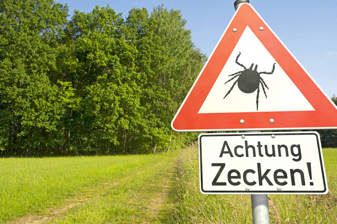 Im hohen Gras sind Zecken kaum zu erkennen. In FSME-Risikogebieten sollten Wanderer und Waldarbeiter sich daher durch eine Impfung vor der durch Zecken übertragenen Virusinfektion schützen. / Foto: Adobe Stock/Oliver Boehmer - bluedesign