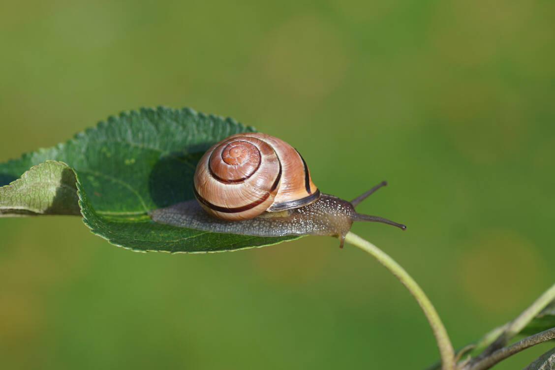 Nicht nur für Schnecken ist Schleim lebenswichtig, auch für Menschen. / © Adobe Stock/Thijs de Graaf