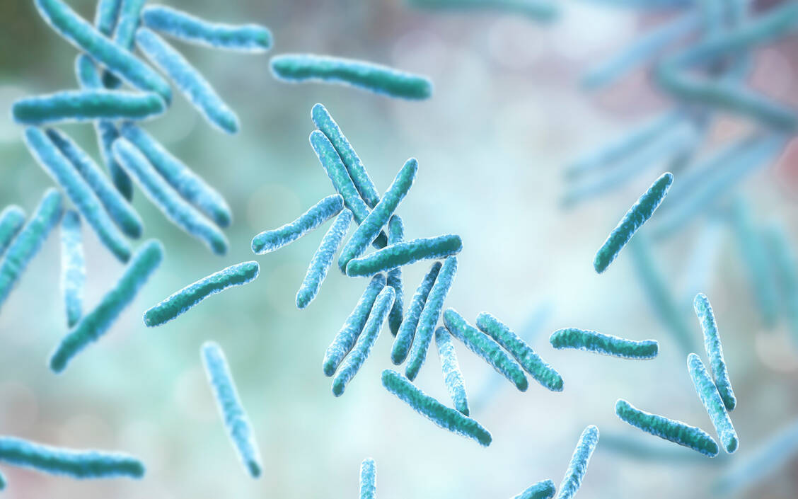 Tuberkulose-Bakterien befallen vor allem die Lunge und können anhaltenden Husten verursachen. / Foto: Getty Images/Science Photo Library