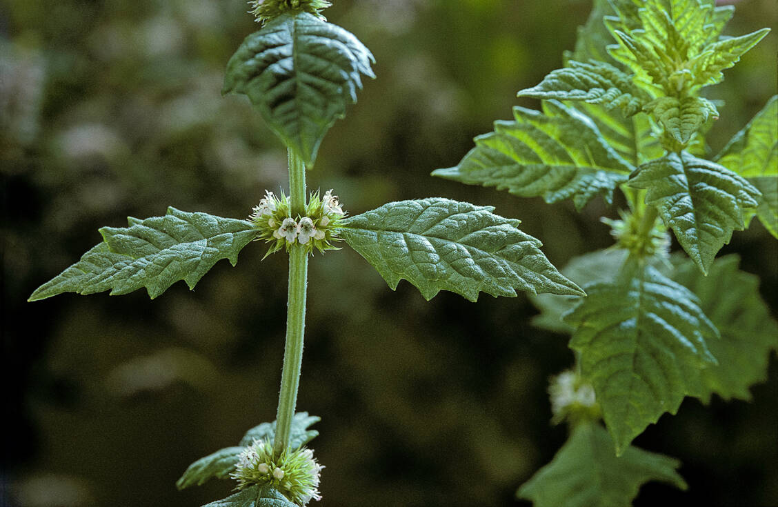 Der deutsche Name »Wolfstrapp« geht auf die Form der Blätter zurück, die dem Pfotenabdruck eines Wolfes ähneln. / © Getty Images/Paul Starosta