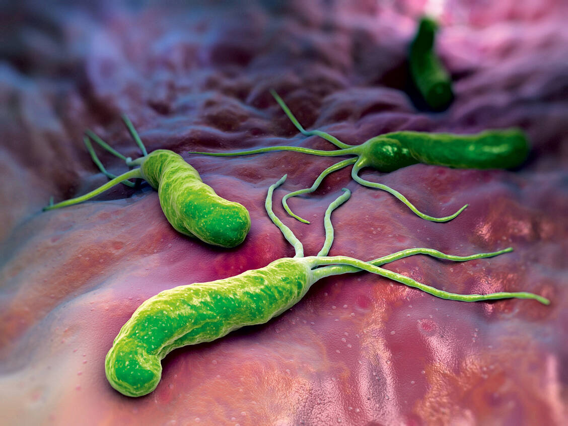 Helicobacter pylori kann auch eine Ursache für dauerhafte Magenbeschwerden sein. / Foto: Shutterstock/Tatiana Shepeleva