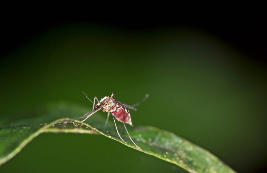 Das Oropouche-Virus wird wie das Dengue-Virus über Mücken übertragen. (Symbolbild) / Foto: Getty Images/Leeman