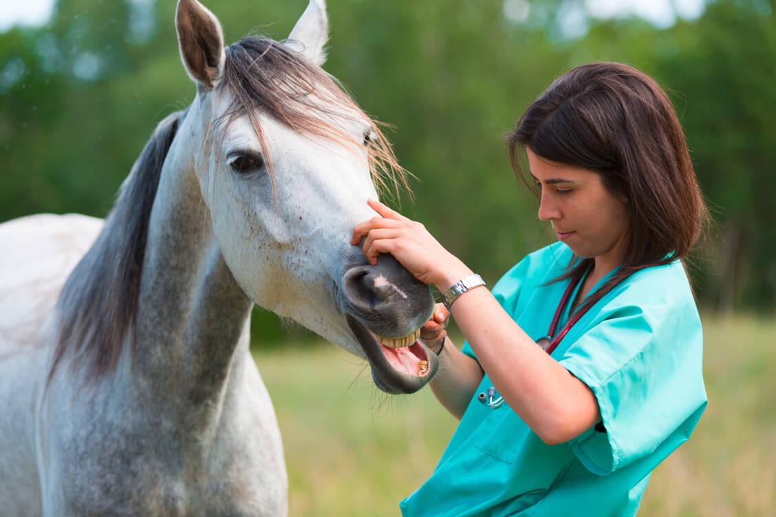 Ivermectin wird bei Pferden als Entwurmungsmittel eingesetzt. / Foto: Adobe Stock/135pixels