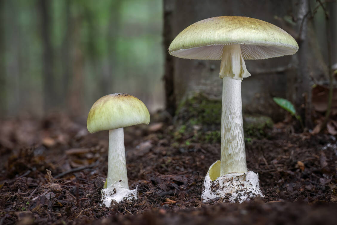 Für rund 90 Prozent der tödlichen Pilzvergiftungen ist der Grüne Knollenblätterpilz verantwortlich. / Foto: Adobe Stock/Jaroslav Machacek