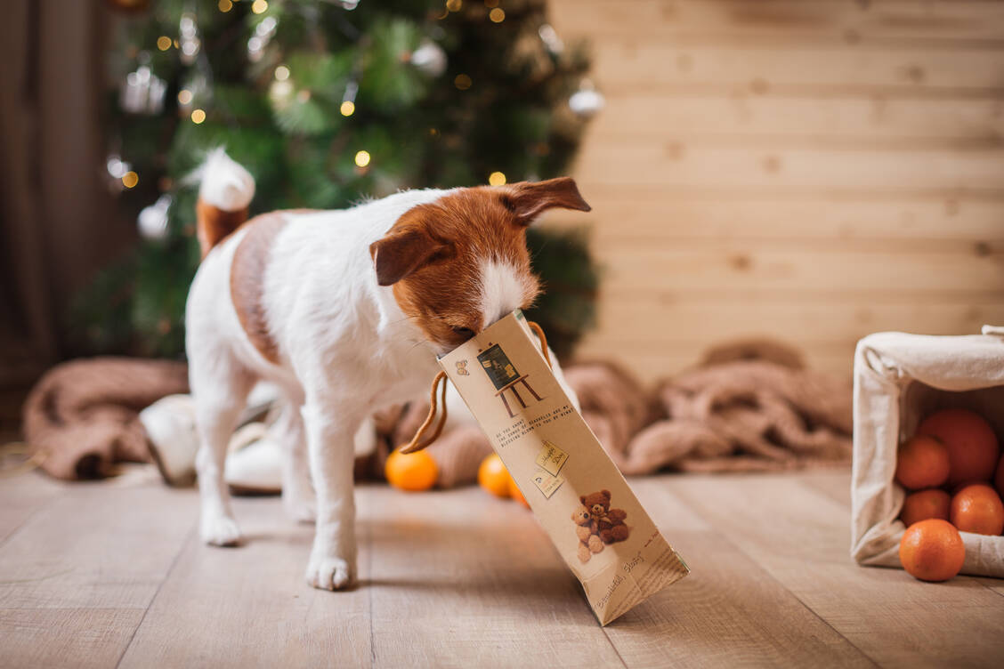 Weihnachtsgebäck sollte sicher vor Haustieren aufbewahrt werden. Es enthält meist viel Zucker, Gewürze, Backmittel oder Alkohol und ist für Tiere nicht geeignet. / Foto: Adobe Stock/annaav