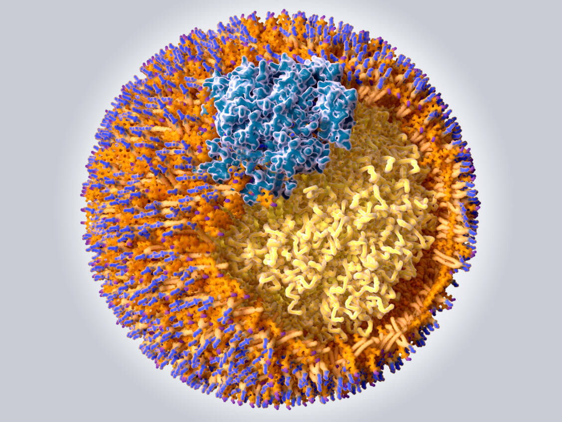 Struktur eines »Low density lipoprotein (LDL)-Partikels; Blau: Protein B100, Orange+blau: Phospholipide, Orange+ violett: Cholesterol, Gelb: Cholesterolester und Triglyceride / Foto: Adobe Stock/Juan Gärtner