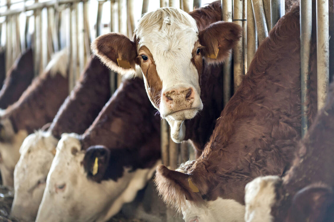 Ob Rindfleisch bei Darmkrebs und Brustkrebs eine Rolle spielt, ist noch nicht eindeutig erwiesen. / Foto: iStock/123ducu