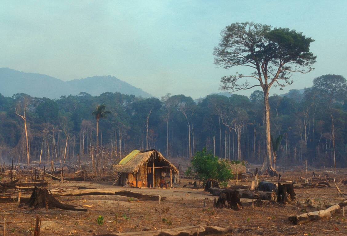 Menschen dringen immer weiter in die Natur vor und nehmen so den Wildtieren ihren Lebensraum. Durch den engeren Kontakt zu den Tieren kann es auch häufiger zu neuen Zoonosen kommen. / © Getty Images/	Brasil2