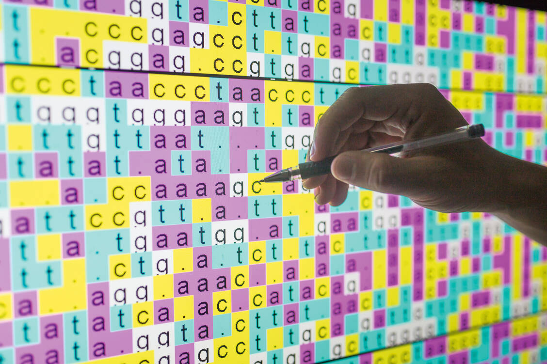 Werden Stammzellen in den Frontzähnen von Mäusen aktiviert, steuern sie über das Gen Dlk1 die Anzahl der neu produzierten Zellen. / Foto: iStock/jxfzsy