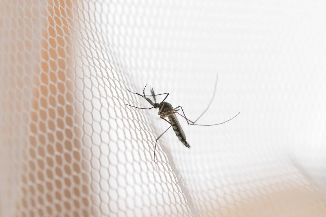 Bestimmte Stechmücken können Viren übertragen. SARS-CoV-2 gehört jedoch nicht dazu. / Foto: Adobe Stock/grooveriderz