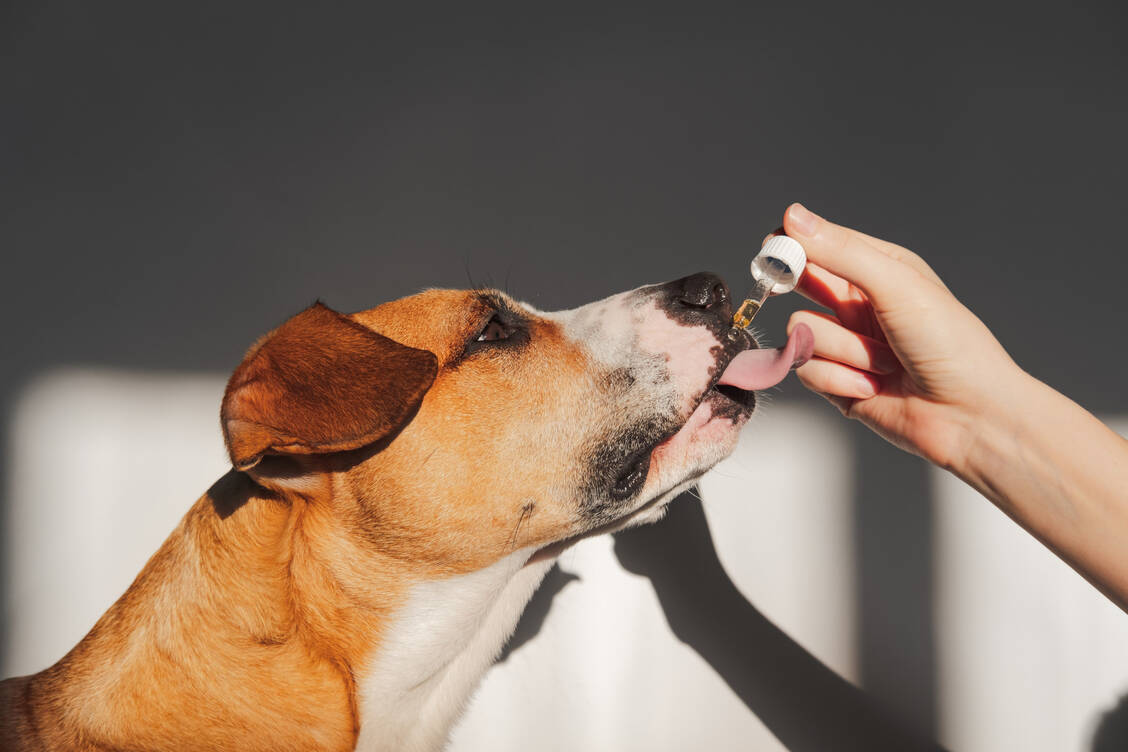 Ein rezeptfreies Humanarzneimittel für die Behandlung eines Tieres darf ab sofort nur noch mit Rezept eines Veterinärmediziners abgegeben werden. Die Handhabung ist in der Praxis jedoch nicht so einfach. / Foto: Getty Images/Photoboyko