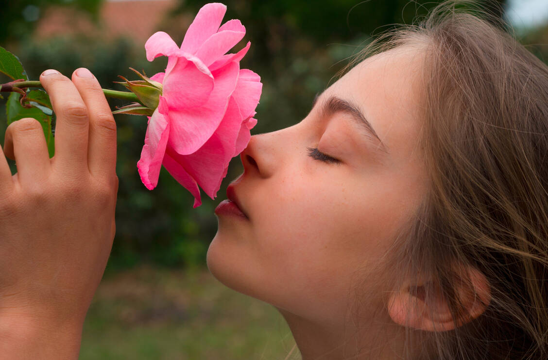 Rosen können mehr als gut riechen, sie fördern auch das Lernen. / Foto: Adobe Stock/Eléonore H