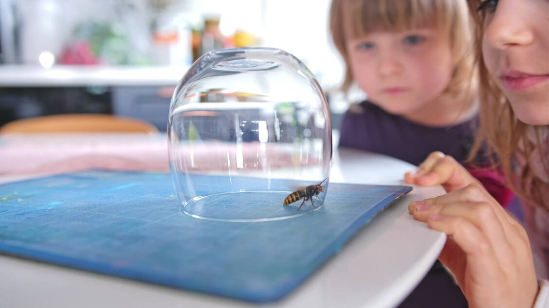 Insektenstiche wie die einer Wespe oder Hornisse können anaphylaktische Reaktionen auslösen. / © Getty Images/corrigan201