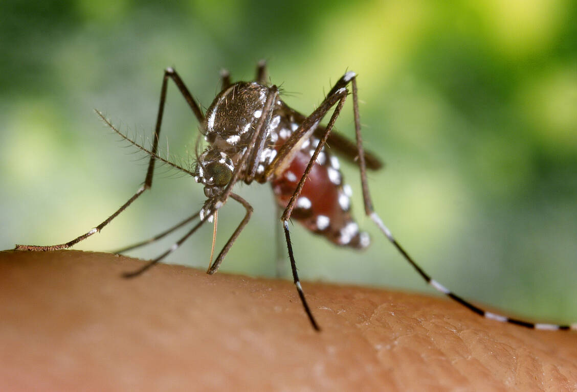 Im Jahr 2012 wurden die ersten Asiatischen Tigermücken (Aedes albopticus) auf Mallorca entdeckt, 2016 in Großbritannien. / Foto: CDC/James Gathany