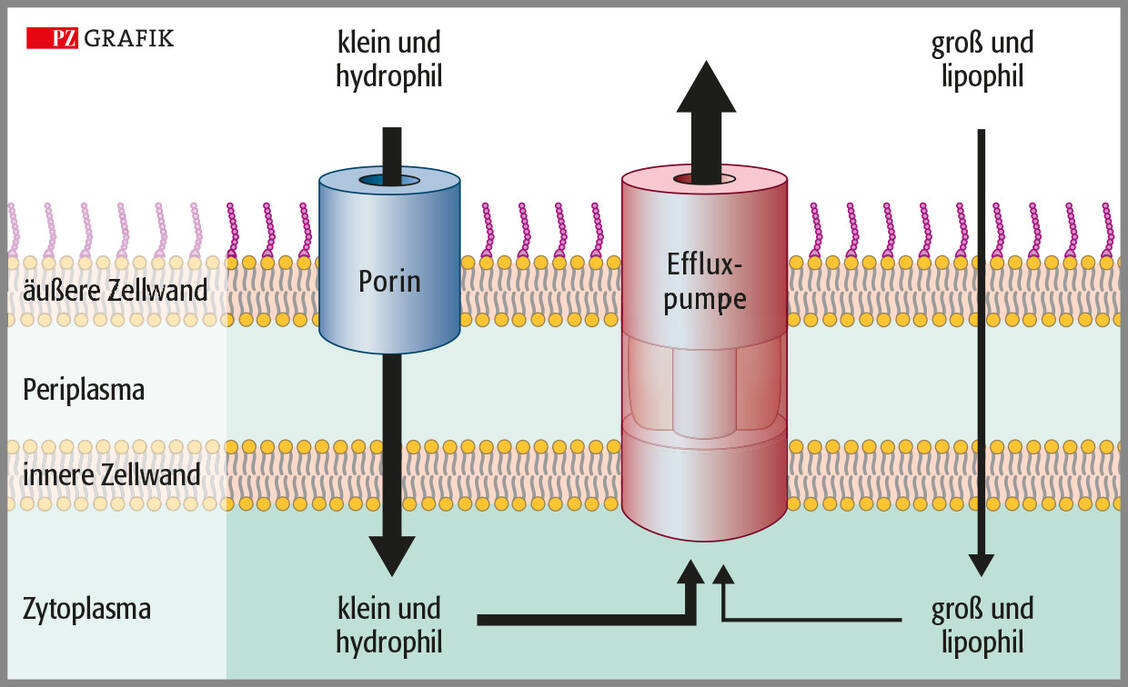 Bakterielle Effluxpumpen befördern aktiv unerwünschte Substanzen, also auch Antibiotika, aus der Zelle heraus. Kleine hydrophile
Moleküle werden eher heraustransportiert als größere lipophile – dieses Prinzip spielte bei der Entwicklung von Tigecyclin eine wichtige Rolle.  / Foto: Stephan Spitzer