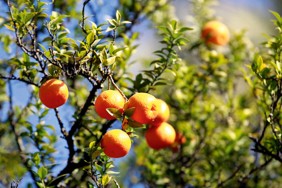In der orthomolekularen Medizin reicht es nicht aus, sich auf natürliche Weise mit Mikronährstoffen, Vitaminen und Mineralstoffen zu versorgen. / Foto: Fotolia/Fotoimpressionen