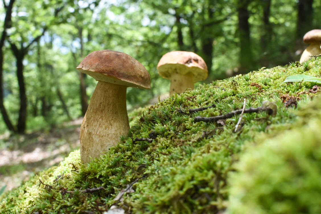 Dem Steinpilz auf der Spur:  Sammler finden ihn in Nadel- und Mischwäldern, besonders unter Fichten, Kiefern, Buchen, Eichen und Birken. / © Getty Images/Ivan Marjanovic