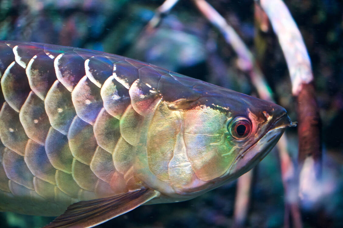Sichtbare Schuppen auf der Haut sind Leitsymptom der Ichthyose, daher auch der Begriff Fischschuppenkrankheit. / Foto: Getty Images / James Lucas / EyeEm