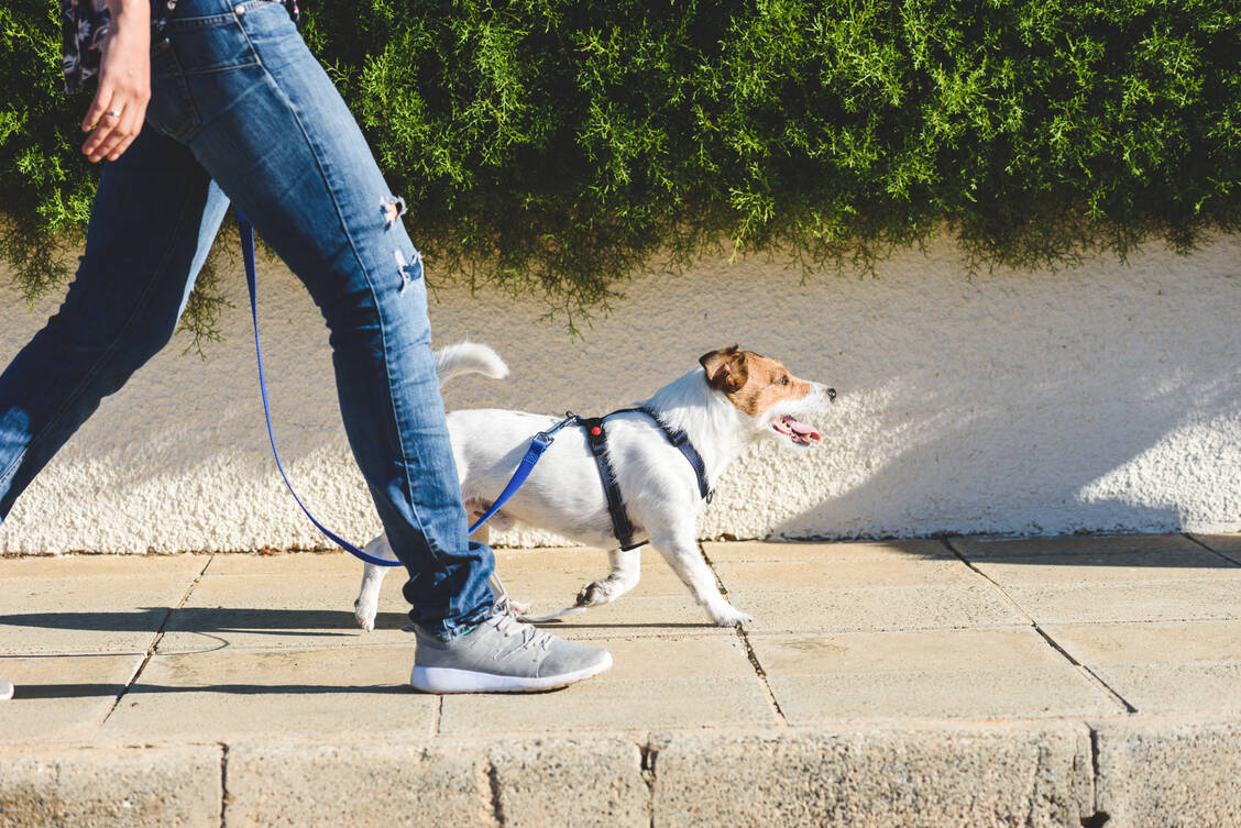Es muss nicht täglich die große Joggingrunde sein. Eine gute Ernährung und möglichst viel zu Fuß erledigen kann schon viel zur Fitness beitragen.  / Foto: Getty Images/alexei_tm