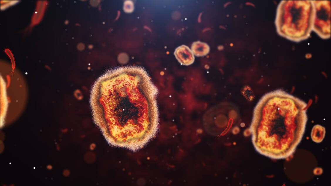 Das Affenpockenvirus (auch Monkeypox virus, MPXV genannt) gehört zur Gattung Orthopoxvirus. Auch wenn der Name anderes vermuten lässt, zirkuliert das Virus wahrscheinlich vor allem in Nagetieren. / Foto: Getty Images/kontekbrothers