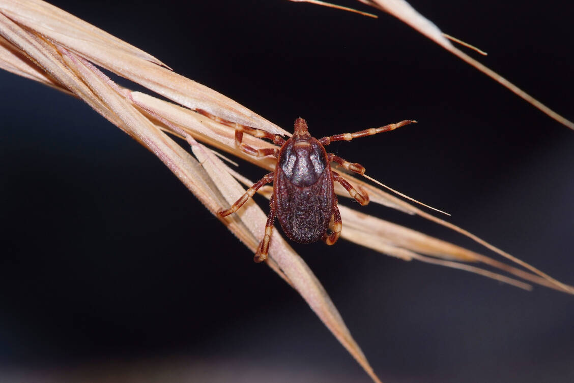 Zecken der Art Hyalomma marginatum sind mit einer Länge von bis zu zwei Zentimeter deutlich größer als der Gemeine Holzbock  und werden daher auch als tropische Riesenzecke bezeichnet. Sie können neben Fleckfieber auch das Krim-Kongo-Fieber übertragen.  / Foto: Adobe Stock/Sergey Toronto