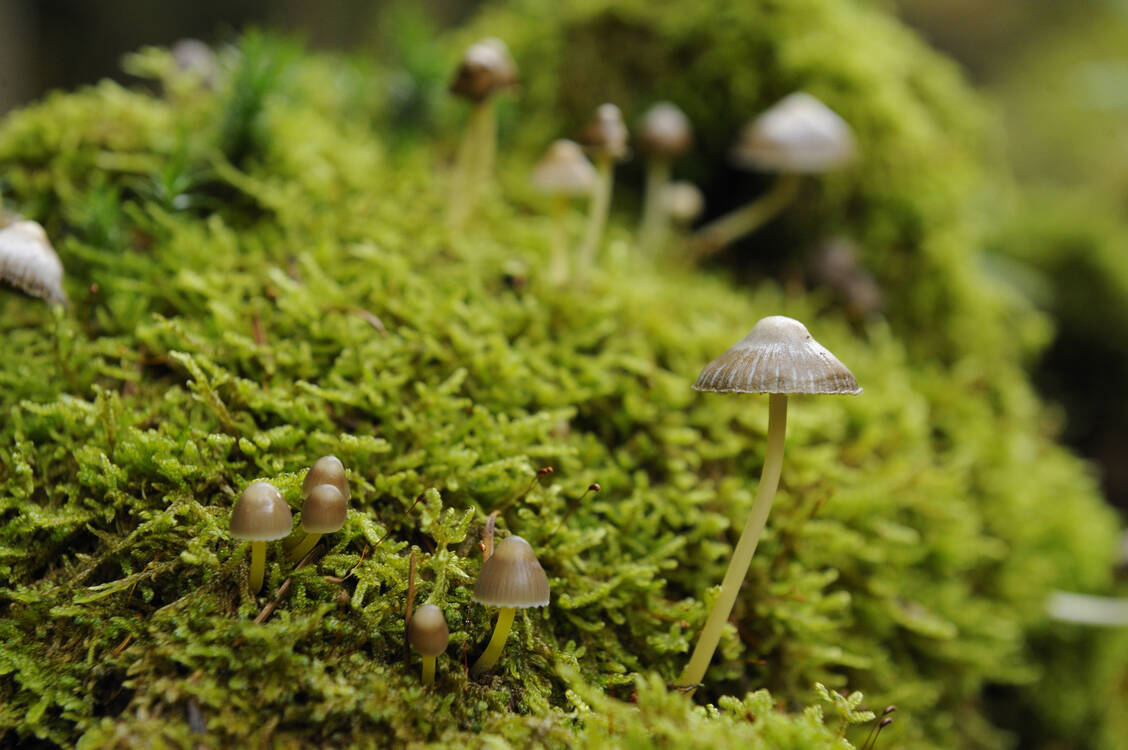 Der Spitzkegelige Kahlkopf ist der am weitesten verbreitete Psilocybin-haltige Pilz. / Foto: OkapiaDavid & Micha Sheldon