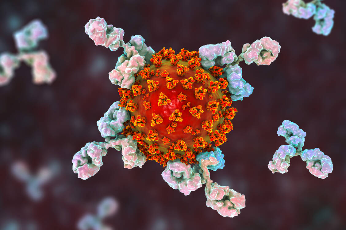 Neutralisierende Antikörper sind eine vielversprechende Therapieoption im frühen Stadium einer Covid-19-Erkrankung. Sie docken an das Virus an und verhindern dadurch, dass das Virus in menschliche Zellen eindringt. / Foto: Adobe Stock/Kateryna_Kon