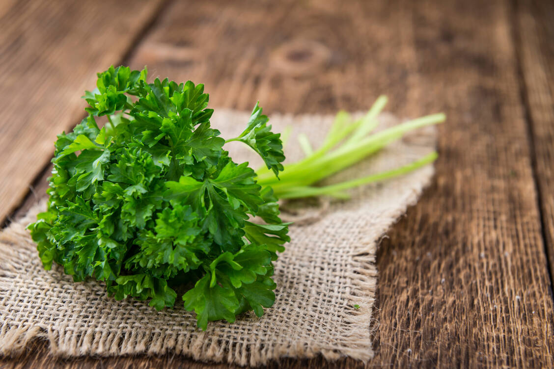 Die Petersilie liefert reichlich Vitamine. Erst nach der Blüte wird sie ungenießbar. / Foto: AdobeStock/HandmadePictures